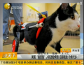 美国“猫坚强”入院激励病患 后腿截肢 轮椅代步
