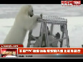 实拍BBC摄影师躲玻璃箱内遭北极熊袭击