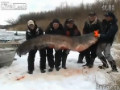 俄罗斯捕捉到最大鲶鱼 重达195公斤