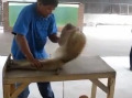 印尼人让猴子做俯卧撑赚钱网友怒批无人性