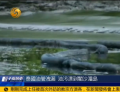 泰国油管泄漏 油污飘到阁沙湄岛