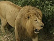 肯尼亚：防家畜被袭 男孩发明“赶狮灯”