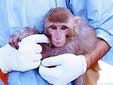 伊朗：第二只活猴上太空准备工作就绪