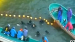 数百头海豚入“屠杀海湾”