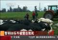 智利68头牛被雷击致死