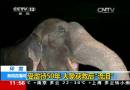 印度：受虐待50年 大象获救后“流泪”