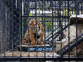 上海一饲养员被老虎咬死现场