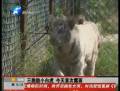 郑州动物园 3只小白虎迎双节