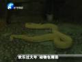 欢乐过大年 动物也精彩