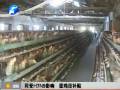 同受H7N9影响 蛋鸡没补贴