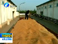 河南：确定1005个小麦收储库点