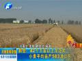 鹤壁42个万亩以上示范片 小麦平均亩产583.8公斤