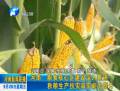 河南：秋粮生产抗灾减灾能力提升
