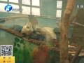 郑州动物园大熊猫“锦意”患病死亡