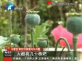 高档别墅庭院 惊现68株罂粟