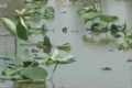 八亩莲藕灌溉后绝收