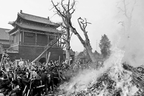 淮阳太昊陵500岁古柏成枯树