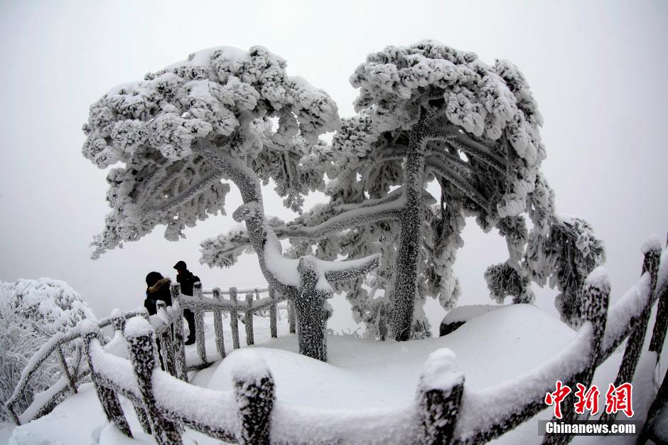 12月18日，雪后的安徽黄山风景区出现了大面积雪凇美景，银装素裹，玉树琼枝，游人置身其间，如醉如痴。