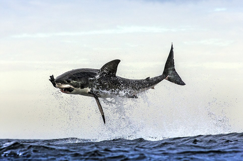 大白鲨跃出海面捕食