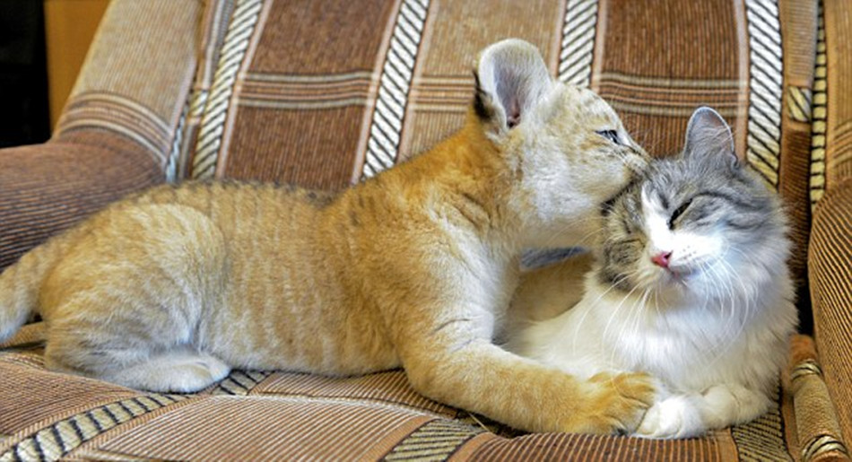 俄狮狮虎宝宝认家猫做母亲 与“养母”温馨相处