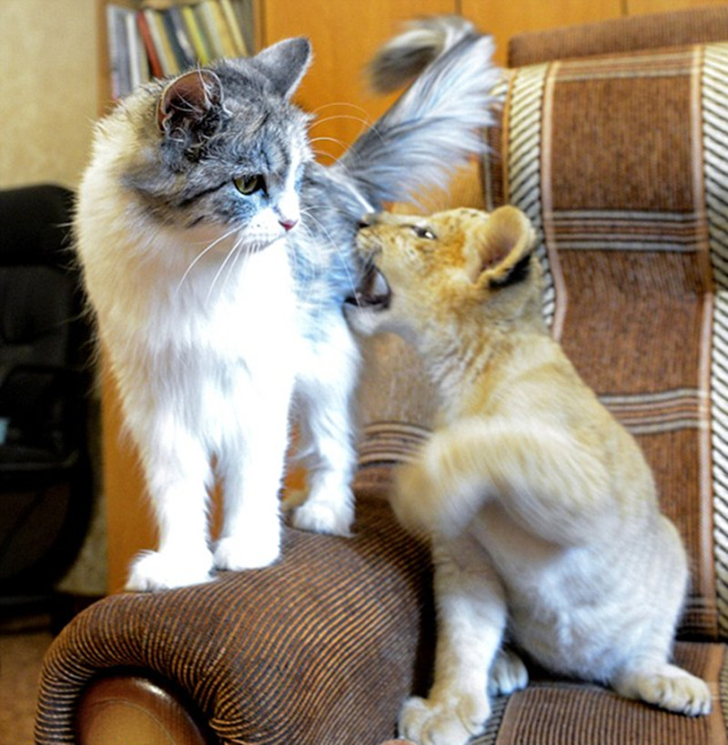 俄狮狮虎宝宝认猫做母