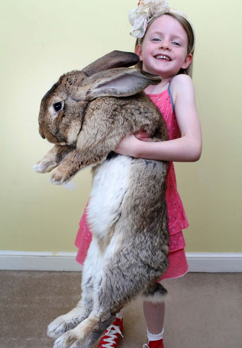 世界最大兔子将近1米 每年吃掉4000美元食物