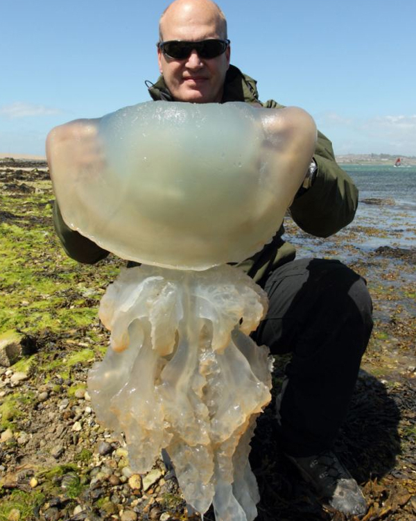 英国海岸遭巨大水母“入侵” 最大直径达1米