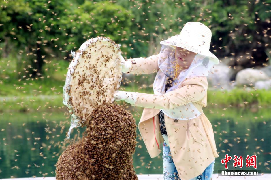 “第一蜂人”蜜蜂裹身53分钟 创世界纪录