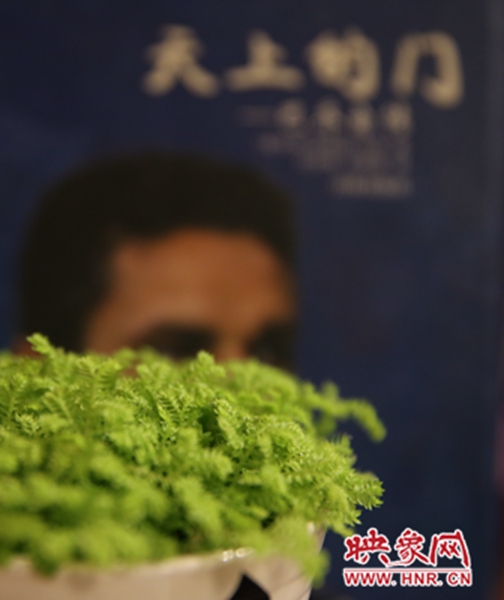书架上精心布置的绿色植物。