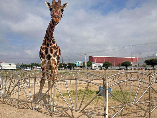 墨西哥一长颈鹿逃出马戏团 被困马路中央