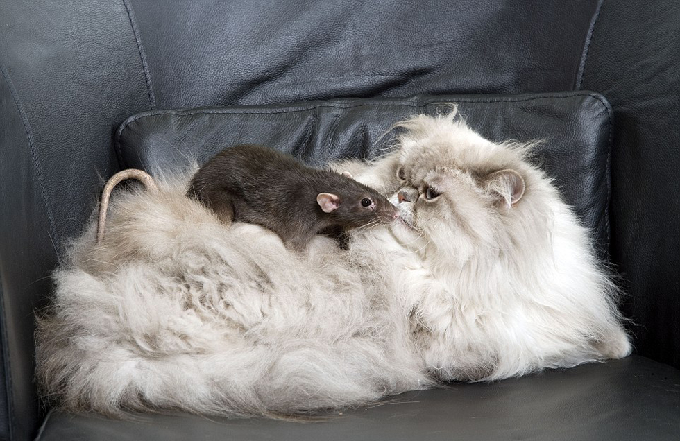盘点动物界罕见跨物种友谊:猫和老鼠亲密相拥