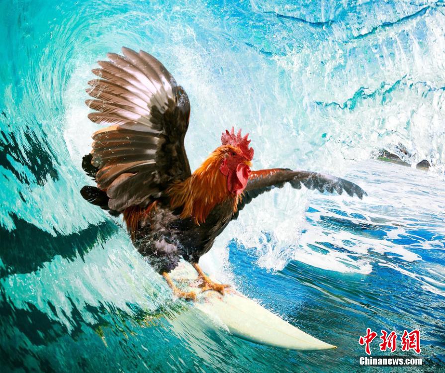 有趣！英国一公司推出公鸡日历