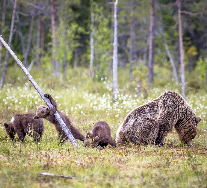 芬兰小棕熊学妈妈爬树未果萌翻众人