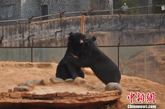 云南一村民养宠物狗两年后才发现是黑熊