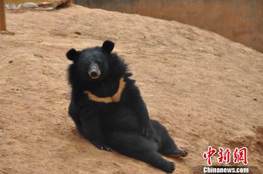 一只黑熊悠闲地坐在山坡上。　白拓 摄