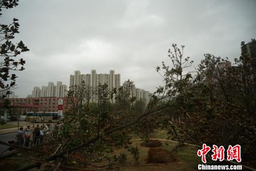 28日下午，在江西省南昌市红谷滩新区丰和北大道的长江路口公交车站附近，60多棵树木被席卷而来的狂风连根拔起。