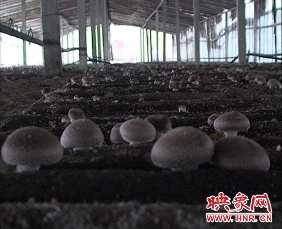 香菇种植基地
