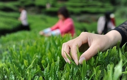 春季想挖野菜去哪里 郑州采挖线路图攻略