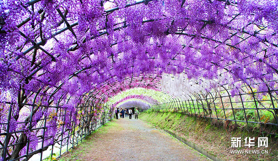 日本绝美紫藤隧道