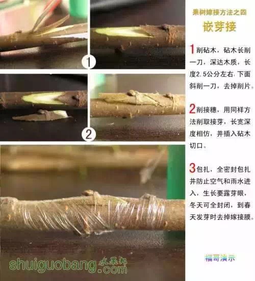 12种果树嫁接法演示图