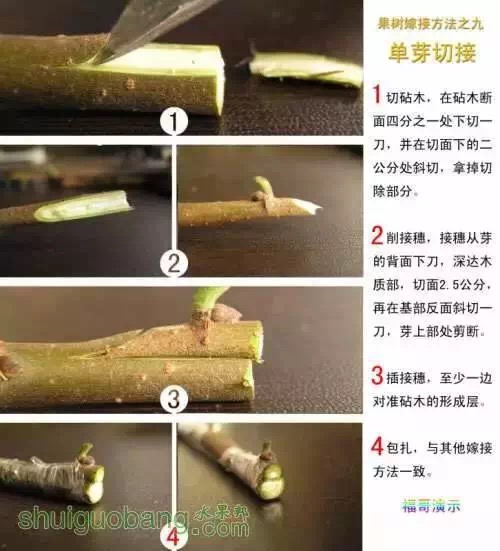 嫁接法设计图片