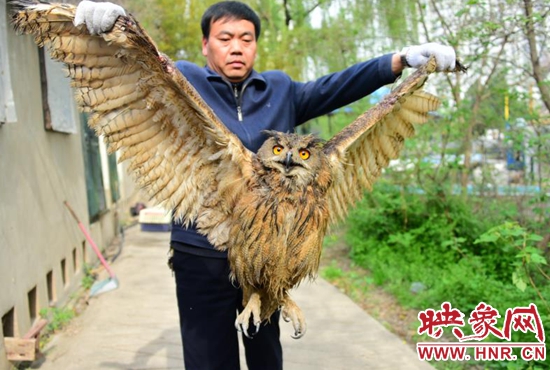登封野生保护动物多次到农民家偷鸡吃被抓后送到郑州