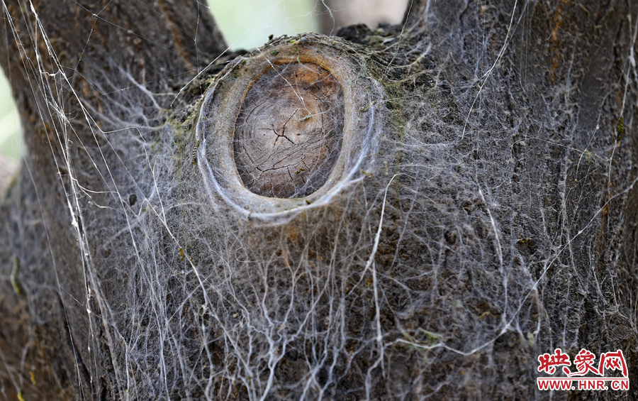小虫子吐出的白丝将树干覆盖
