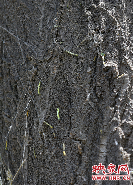 正在树上爬的尺蠖还在吐着白丝