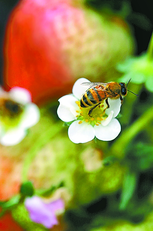 新蔡县关津乡高湾村草莓大棚里的蜜蜂正在授粉采蜜.