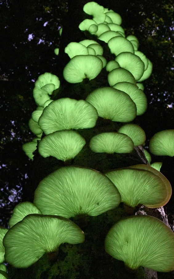 日本现绿光蘑菇月夜茸色彩瑰丽惹人爱