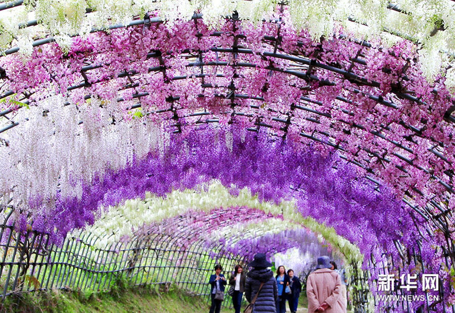 如梦似幻实拍日本绝美紫藤隧道